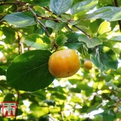 Sharon Fruit 'Fuyu' -Outlet Hompson-morgan Store SHAR T14149 D