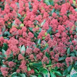 Skimmia Japonica 'Rubella' -Outlet Hompson-morgan Store SKIM T57538 A h