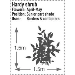 Skimmia Japonica 'Rubella' -Outlet Hompson-morgan Store SKIM T57538 C h