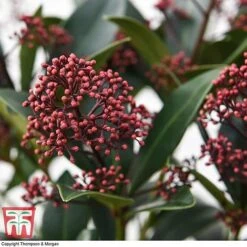 Skimmia Japonica 'Rubella' -Outlet Hompson-morgan Store SKIM T57538 E