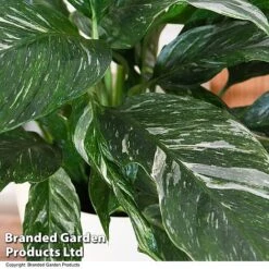 Spathiphyllum 'Diamond' -Outlet Hompson-morgan Store SPAT DIAMOND T48401
