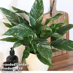Spathiphyllum 'Diamond' -Outlet Hompson-morgan Store SPAT DIAMOND T48403