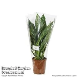 Spathiphyllum 'Diamond' -Outlet Hompson-morgan Store SPAT DIAMOND T48405