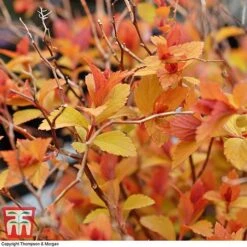 Spiraea Japonica 'Magic Carpet' -Outlet Hompson-morgan Store SPIR T58494 C