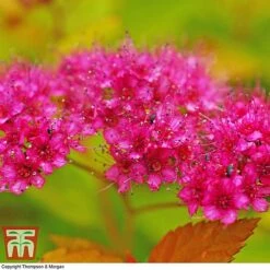 Spiraea Japonica 'Magic Carpet' -Outlet Hompson-morgan Store SPIR T58494 E