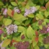 Spiraea Japonica 'Double Play Big Bang'
