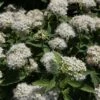 Spiraea Japonica 'Albiflora' -Outlet Hompson-morgan Store SPIR T63542 A h