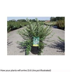 Spiraea Nipponica 'Snowmound' -Outlet Hompson-morgan Store SPIR T66471 B h