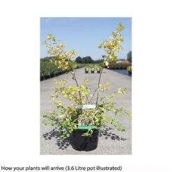 Spiraea X Vanhouttei 'Gold Fountain' -Outlet Hompson-morgan Store SPIR T66475 B h