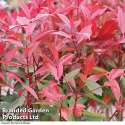 Photinia 'Red Robin' (Standard) -Outlet Hompson-morgan Store STAN TCK74037 B