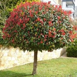 Photinia 'Red Robin' (Standard) -Outlet Hompson-morgan Store STAN TCK74037 NOW1