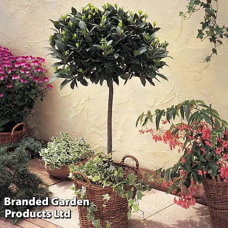 Laurus Nobilis (Standard) 9 Laurus Nobilis (Standard) - Image 7