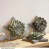 Echeveria Mix On Grey Star -Outlet Hompson-morgan Store STAR SUCCROOTL T47430