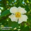 Stewartia Pseudocamellia -Outlet Hompson-morgan Store STEW PSEUDOCAM W44993