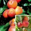 Stone Fruit Collection -Outlet Hompson-morgan Store STON DWW4645 A h