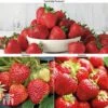 Strawberry Full Season Collection 2 Strawberry Full Season Collection -Outlet Hompson-morgan Store STRA CWW3188 A