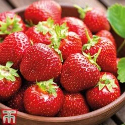 Strawberry Full Season Collection -Outlet Hompson-morgan Store STRA CWW3188 C1