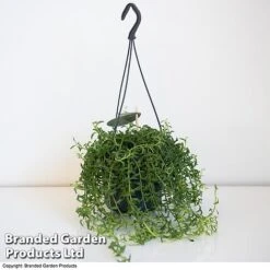 Senecio Peregrinus 'String Of Dolphins' 10 Senecio Peregrinus 'String Of Dolphins' -Outlet Hompson-morgan Store STRI DOLP D