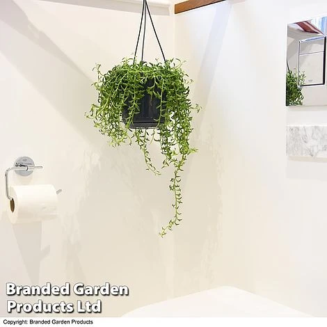 Senecio Peregrinus 'String Of Dolphins' 7 Senecio Peregrinus 'String Of Dolphins' - Image 5