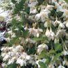 Styrax Japonicus 'Fragrant Fountain' -Outlet Hompson-morgan Store STYR T63190 A h