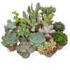 5 Succulent Starter Plant Collection Indoor Cacti Houseplants Terrarium Plants -Outlet Hompson-morgan Store SUCC
