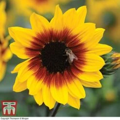 Sunflower SunBelievable&trade; 'Brown Eyed Girl' -Outlet Hompson-morgan Store SUNB TKA1036 B