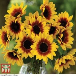 Sunflower SunBelievable&trade; 'Brown Eyed Girl' -Outlet Hompson-morgan Store SUNB TKA1036 C