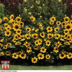 Sunflower SunBelievable&trade; 'Brown Eyed Girl' -Outlet Hompson-morgan Store SUNF TKA1036 F