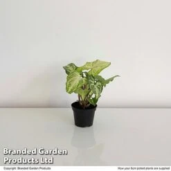 Syngonium 'White Butterfly' -Outlet Hompson-morgan Store SYNG WHITEB6CM T35116