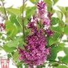 Lilac 'Bloomerang Dark Purple' -Outlet Hompson-morgan Store SYRI T68533 B