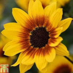 Sunflower SunBelievable&trade; 'Brown Eyed Girl' -Outlet Hompson-morgan Store Sunvbelievable 1
