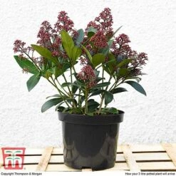 Skimmia Japonica 'Rubella' -Outlet Hompson-morgan Store T57538 arrival