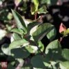 Aronia X Prunifolia 'Autumn Magic' -Outlet Hompson-morgan Store T66054 ARON 1