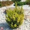 Berberis Thunbergii 'Golden Rocket' -Outlet Hompson-morgan Store T66070 BERB 1