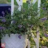 Ceanothus 'Marie Bleu' -Outlet Hompson-morgan Store T66111 CEAN 1