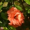 Chaenomeles X Superba 'Cameo' -Outlet Hompson-morgan Store T66122 CHAM 1