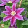 Clematis 'Red Pearl' -Outlet Hompson-morgan Store T66157 CLEM 1
