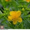 Hypericum Kalmianum 'Sunny Boulevard' -Outlet Hompson-morgan Store T66263 HYPE 1