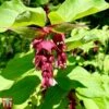 Leycesteria Formosa 'Purple Rain'