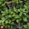 Osmanthus Heterophyllus -Outlet Hompson-morgan Store T66354 OSMA 1