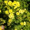 Potentilla Fruticosa 'Sommerflor' 1 Potentilla Fruticosa 'Sommerflor' -Outlet Hompson-morgan Store T66408 POTE 1