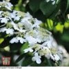 Viburnum Plicatum 'Watanabe' -Outlet Hompson-morgan Store T66513 VIBU 1