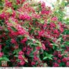 Weigela 'Bristol Ruby' -Outlet Hompson-morgan Store T66524 WEIG 2