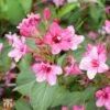 Weigela Florida 'Korea' -Outlet Hompson-morgan Store T66527 WEIG 1