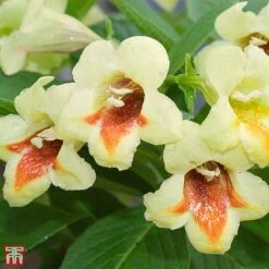 Weigela Middendorffiana -Outlet Hompson-morgan Store T66530 WEIG 1