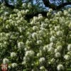 Fothergilla X Intermedia 'Blue Shadow' -Outlet Hompson-morgan Store T67931 FOTH 1