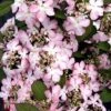 Viburnum Plicatum F. Tomentosum 'Molly Schroeder' -Outlet Hompson-morgan Store T68215 VIBU 1