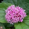 Clerodendrum Bungei -Outlet Hompson-morgan Store T68296 CLER 1