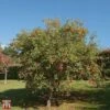 Crab Apple 'Evereste' 2 Crab Apple 'Evereste' -Outlet Hompson-morgan Store T68421 CRAB 1