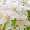 Crab Apple 'Sugar Tyme' -Outlet Hompson-morgan Store T68433 CRAB 1